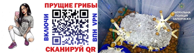 Псилоцибиновые грибы Psilocybine cubensis Серафимович